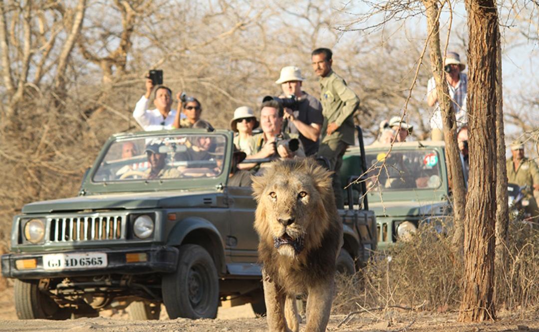 Sasan Gir Safari
